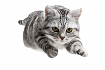 Alert Grey Cat in Mid Leap with Striking Golden Eyes