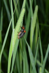 Gemeine Weichk&auml;fer, Cantharis fusca