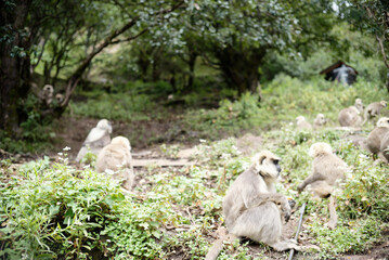 Southern Plains Langur Social Group in Forest