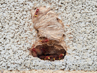 Nest of Oriental hornet. Vespa orientalis