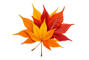 a bunch of beautiful colorful autumn leaves isolated on a transparent background