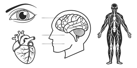 Highly detailed and anatomically accurate human skeleton standing upright in a neutral pose, viewed from the front. The skeleton should have realistic bone texture, lighting, and shading, set against  © RAHIM