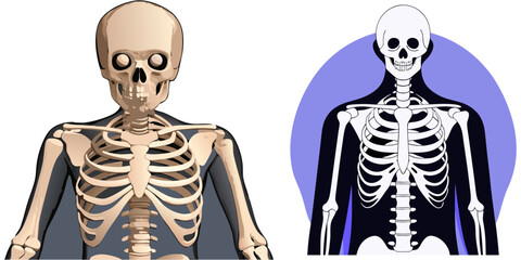 Highly detailed and anatomically accurate human skeleton standing upright in a neutral pose, viewed from the front. The skeleton should have realistic bone texture, lighting, and shading, set against  © RAHIM
