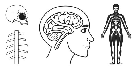 Highly detailed and anatomically accurate human skeleton standing upright in a neutral pose, viewed from the front. The skeleton should have realistic bone texture, lighting, and shading, set against 