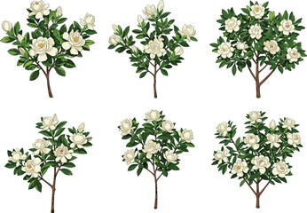 Gardenia bush vector set with white flowers and green leaves, botanical clipart for spring decor, nature design, and floral illustration