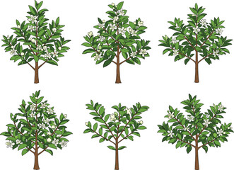 Obraz premium Set of blooming green trees with white flowers in spring garden, botanical illustration for nature, gardening, and landscape design projects
