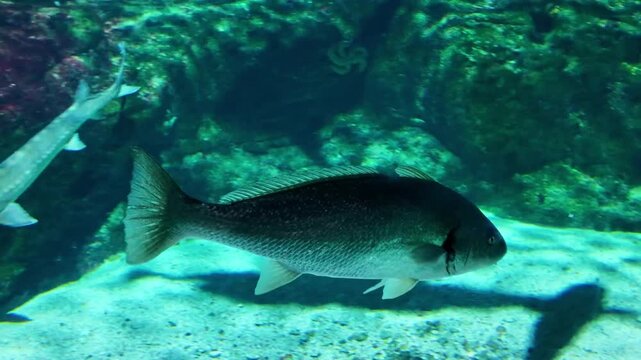 Following a maigre aka meagre, croaker, jewfish, shade-fish, sowa, kir, corvina, salmon-bass or stone bass gliding near rocks and corals.