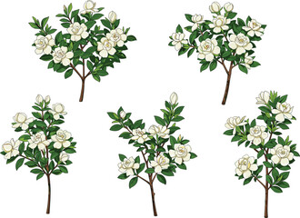 Obraz premium White blooming camellia and rose style flowers with green leaves botanical vector illustration set for spring garden floral design decoration