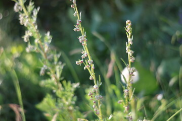 Nature, fog, environment, tibet, beauty, plant, quiet. 