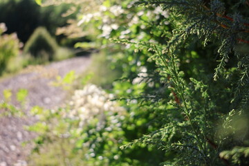 Fototapeta premium Nature, fog, environment, tibet, beauty, plant, quiet. 