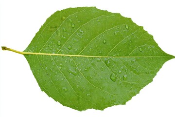 Obraz premium Close-up of a single, vibrant green leaf, covered in water droplets, isolated on a white background