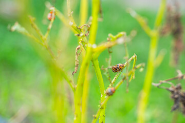 A lot of Colorado potato beetles eating potato leaves in the garden, close-up