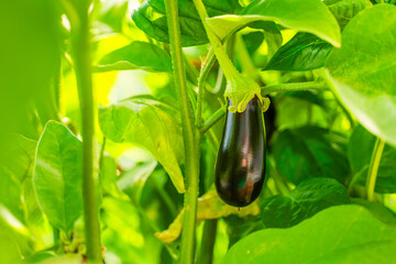 Beautiful ripe eggplant growing on a bed in a greenhouse, close-up