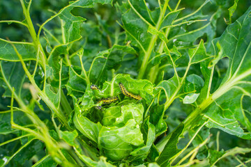 A lot of caterpillars eating Brussels sprout leaves, close-up