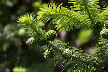 Christmas Concept, Pine Branch with Young Cones