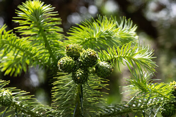 Christmas Concept, Pine Branch with Young Cones