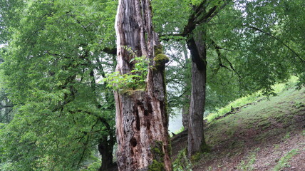 Fototapeta premium tree in the woods