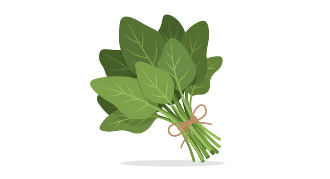 Fresh spinach bunch, tied with twine, isolated on white background.