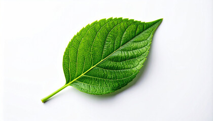 Obraz premium green leaf on a white background