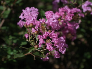 ピンク色の花　サルスベリ