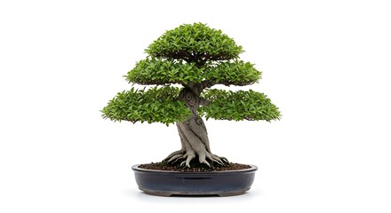 Elegant Bonsai Tree - A Symbol of Serenity and Harmony.