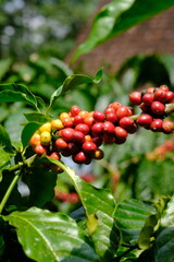 Coffea canephora is a species of coffee plant originating from central and western sub-Saharan Africa. It is a species of flowering plant in the Rubiaceae family. Ripe coffee beans in tree branch 