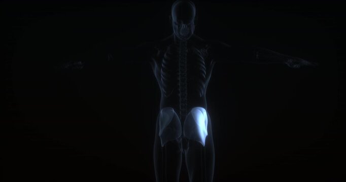 Gluteal muscles in human body. X Ray. Loop