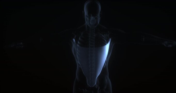 Latissimus dorsi muscle in human body. X Ray. Loop