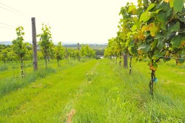 Winery, Ikeda Town, Tokachi, Hokkaido