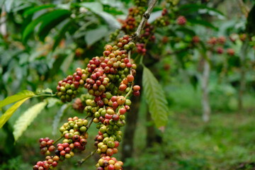Obraz premium Coffea canephora is a species of coffee plant originating from central and western sub-Saharan Africa. It is a species of flowering plant in the Rubiaceae family. Ripe coffee beans in tree branch 