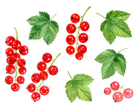 Red currants with leaves, watercolor style