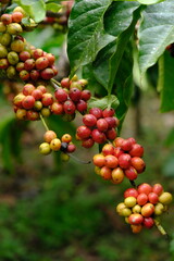 Coffea canephora is a species of coffee plant originating from central and western sub-Saharan Africa. It is a species of flowering plant in the Rubiaceae family. Ripe coffee beans in tree branch. 