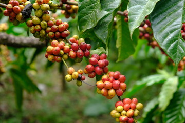 Coffea canephora is a species of coffee plant originating from central and western sub-Saharan Africa. It is a species of flowering plant in the Rubiaceae family. Ripe coffee beans in tree branch 