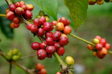 Coffea canephora is a species of coffee plant originating from central and western sub-Saharan Africa. It is a species of flowering plant in the Rubiaceae family. Ripe coffee beans in tree branch. 