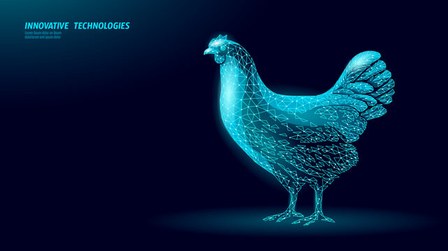 Chicken wireframe concept. Polygonal hen poultry bird livestock farm. Agriculture food technology veterinary science. Low poly digital dark blue vector.