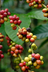 Coffea canephora is a species of coffee plant originating from central and western sub-Saharan Africa. It is a species of flowering plant in the Rubiaceae family. Ripe coffee beans in tree branch. 