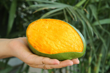 Hand holding fresh ripe mango slice with tropical palm leaves background