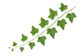 Fototapeta premium Green ivy branch spreading lush leaves, isolated on transparent background, enhancing digital design with natural botanical detail