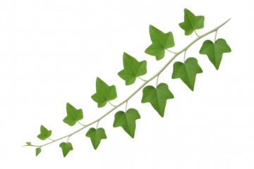Green ivy branch spreading lush leaves, isolated on transparent background, enhancing digital design with natural botanical detail