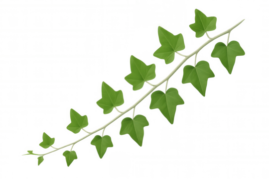 Green ivy branch spreading lush leaves, isolated on transparent background, enhancing digital design with natural botanical detail