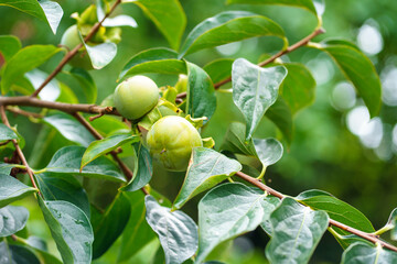 Hanging on a tree branch are beautiful green unripe persimmon fruits with large leaves with clear, numerous veins. Orchard in summer