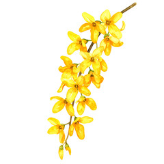 Obraz premium Watercolor Forsythia on Black