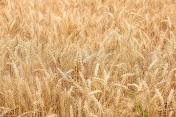Mature wheat field ready for harvest in golden agricultural landscape setting