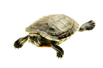 a young turtle swimming isolated on white background png, ai generated