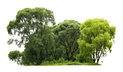 Obraz premium PNG Group of different trees forest outdoors woodland.