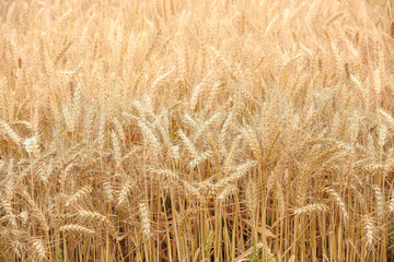 Ripe Golden Wheat Field View - Agricultural Farmland Ready for Harvest