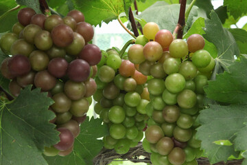 Ripening Grape Clusters in Xinjiang Vineyards During Harvest Season