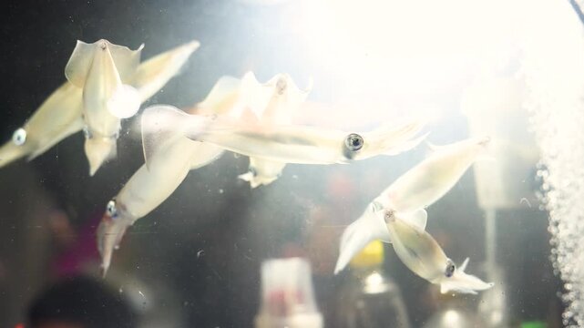 Live Squid Swimming in Aquarium at Bangkok Night Market