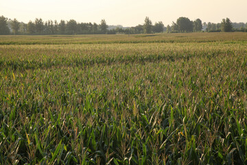 Fresh Green Corn Field Ready for Harvest with Rural Landscape Background