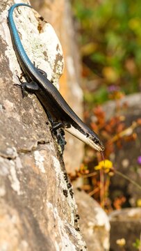 Lizard on a rock, sunlight highlights scales